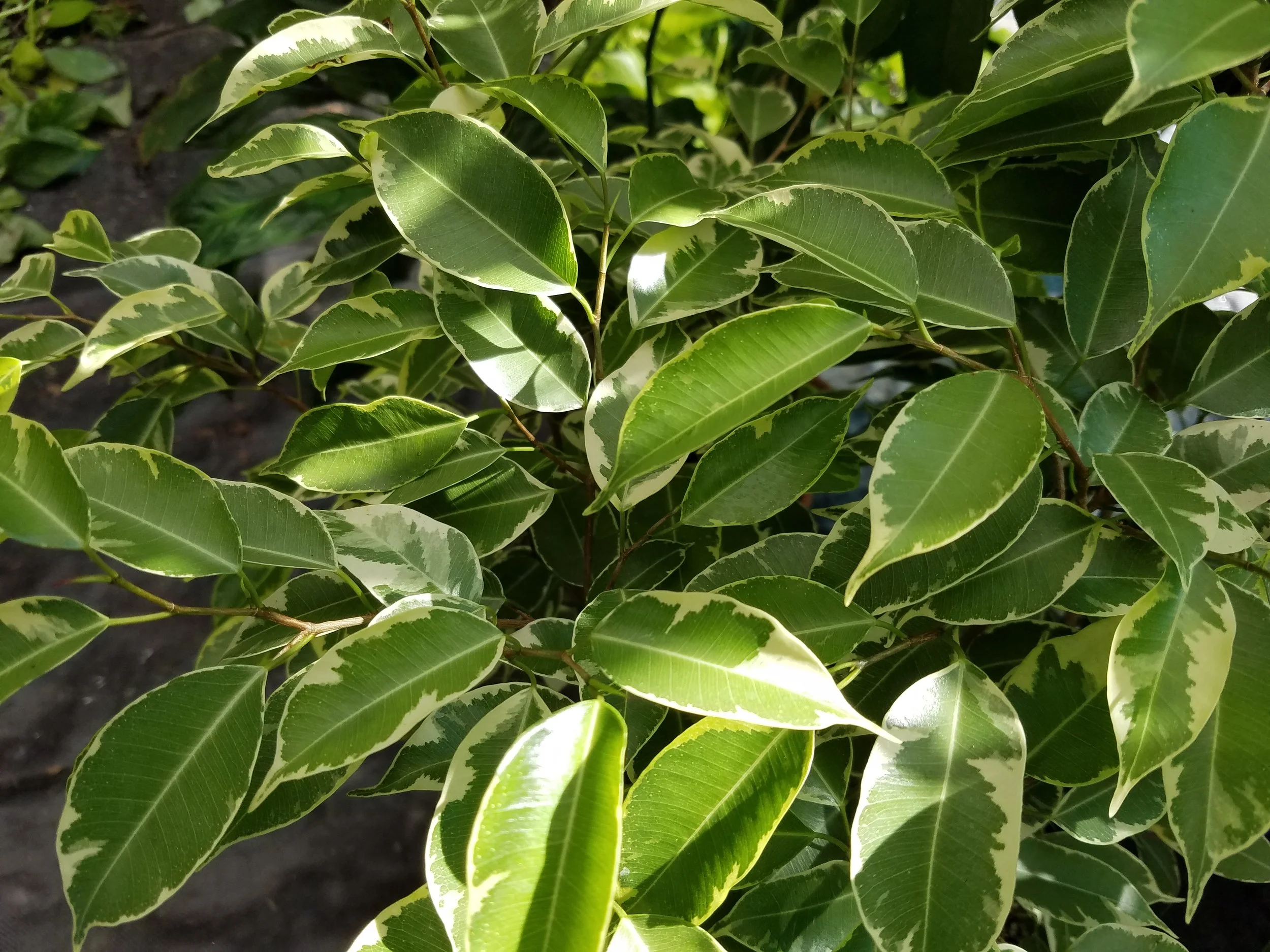 Ficus benjamina variegated 