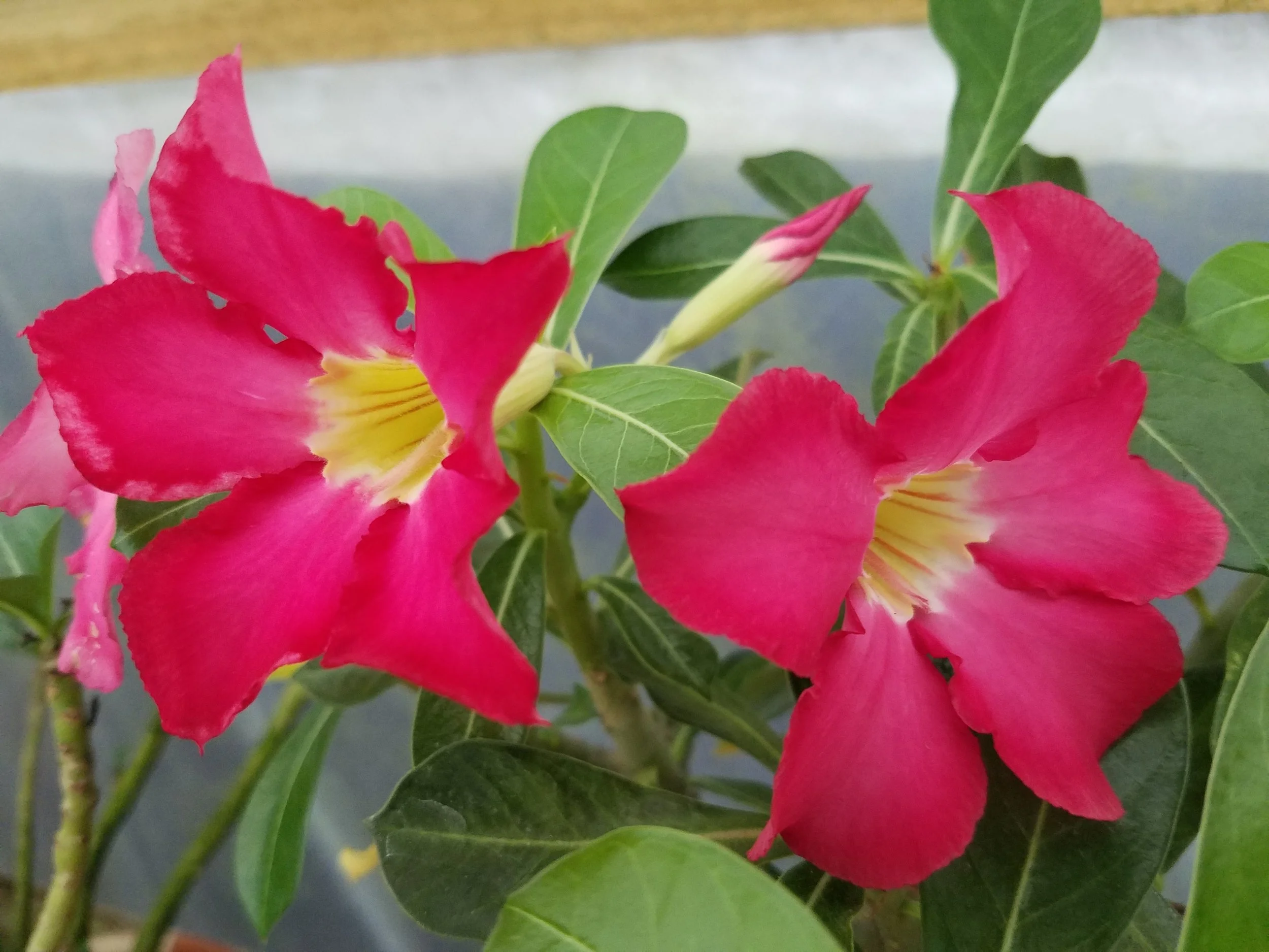 20180611_081131.jpg
