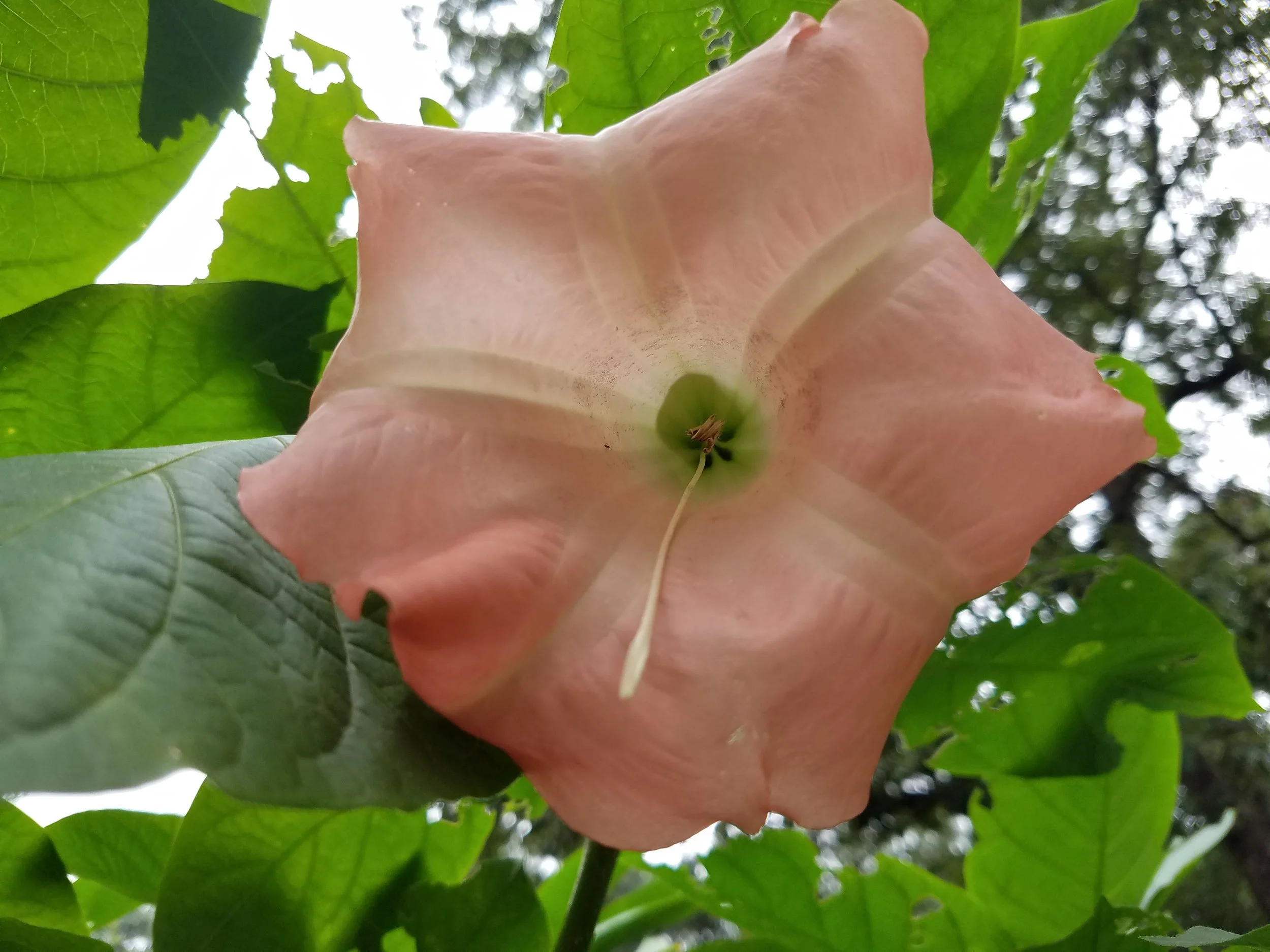Brugmansia 'Cherub'.