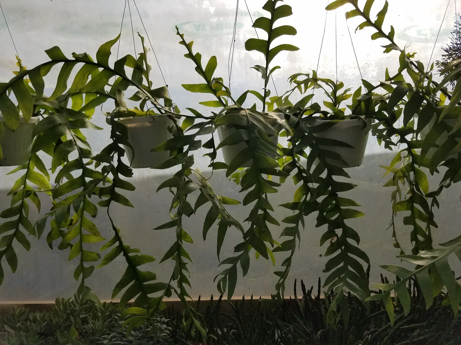 Rhipsalis crispata  My Gardening House