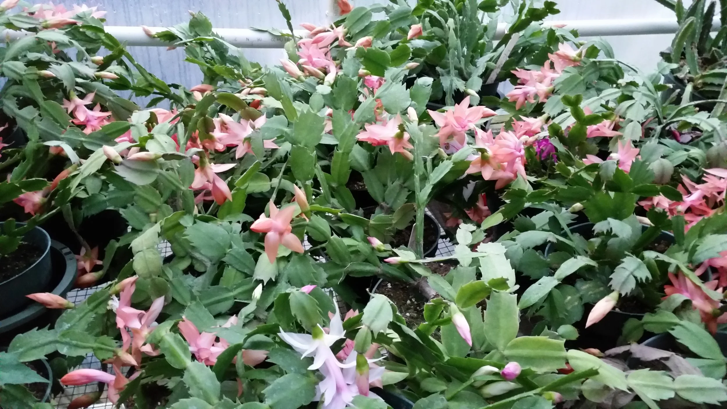 Schlumbergera Christmas Cactus