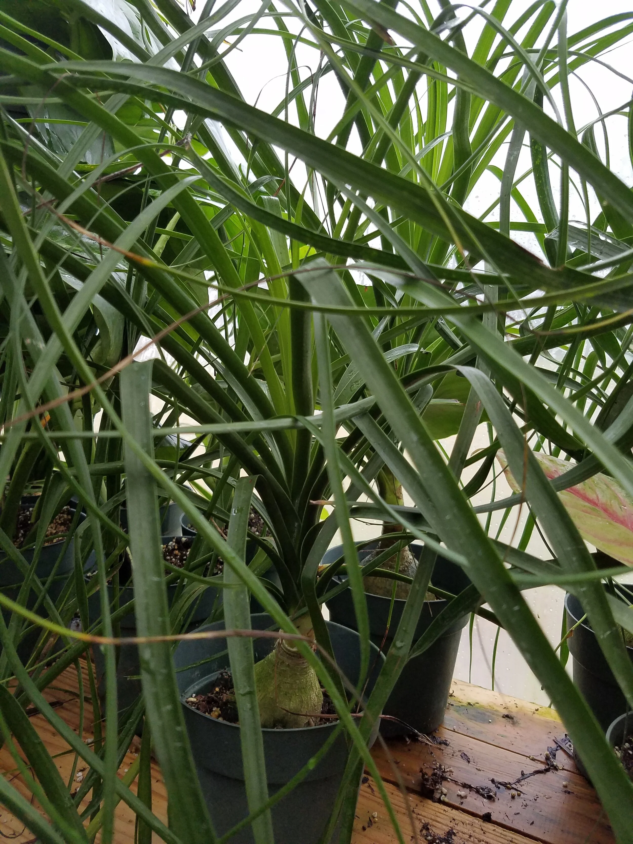 Beaucarnea recurvata Ponytail Palm