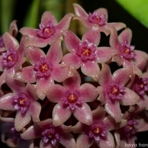 Hoya hanhiae