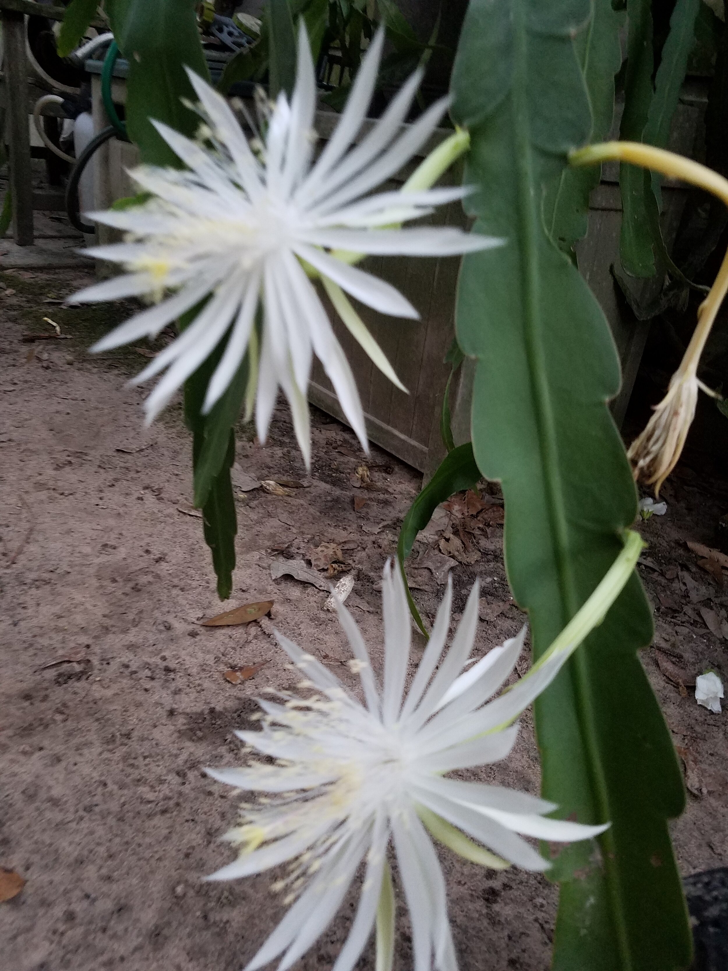 Epiphyllum strictum