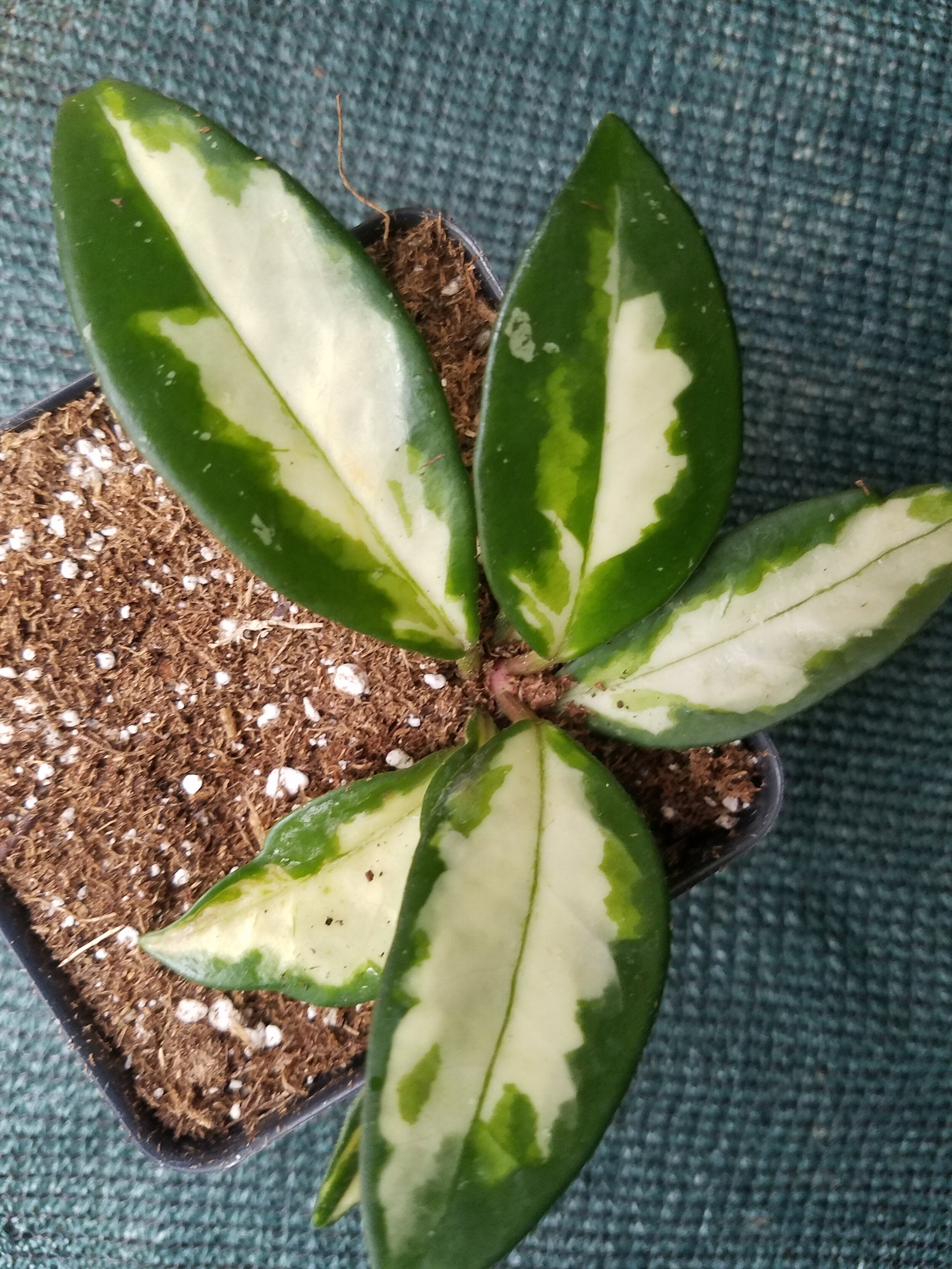 Hoya carnosa Medio-picta