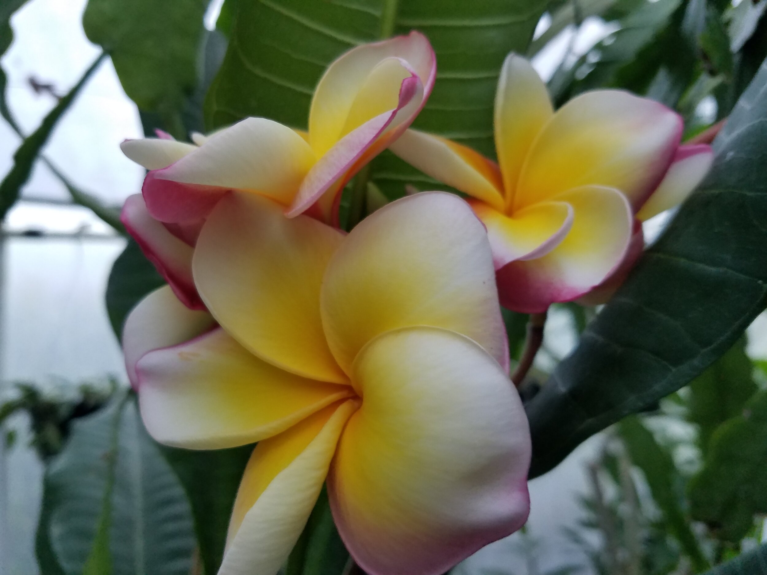 Plumeria frangipani Firestorm