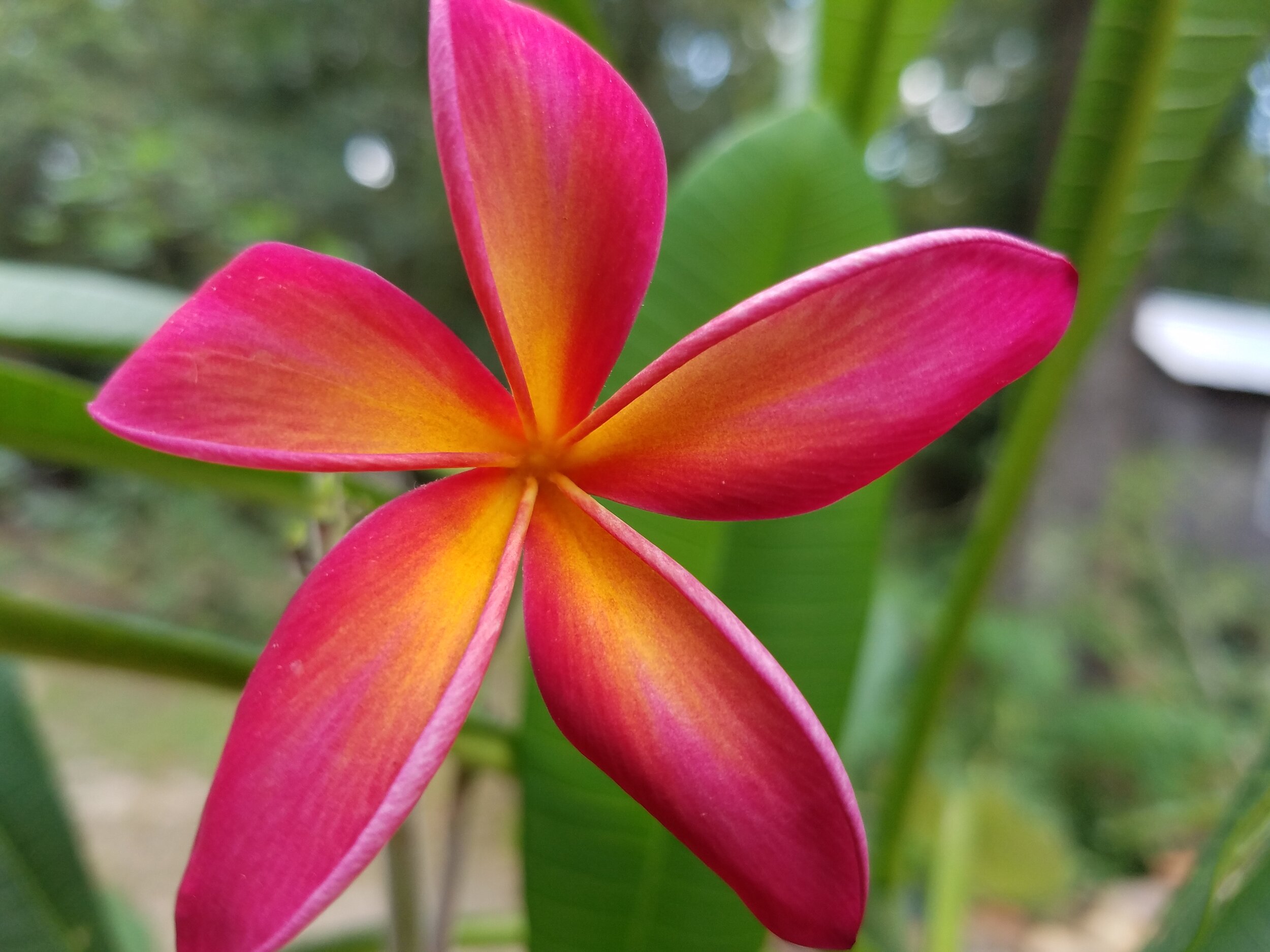 Plumeria frangipani rubra NID