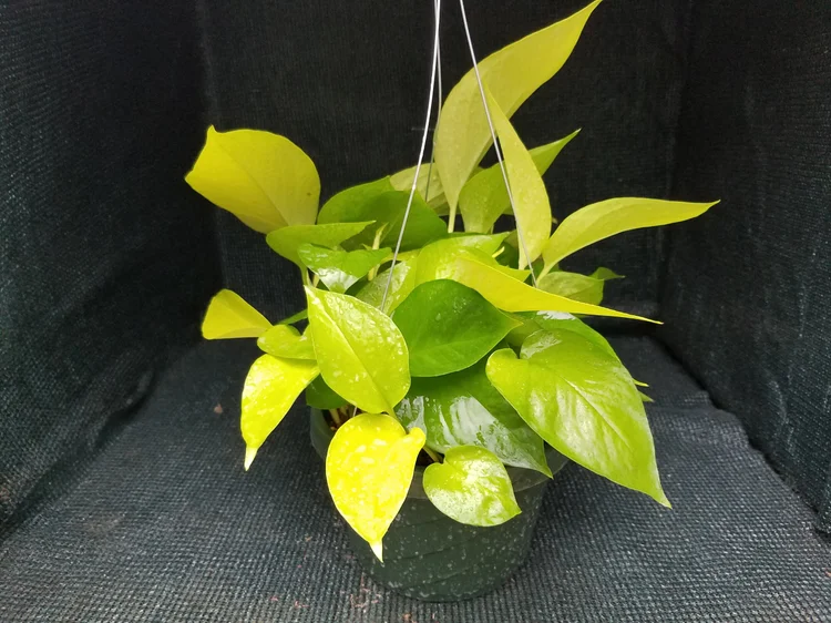 spider.plant Spider Plant
