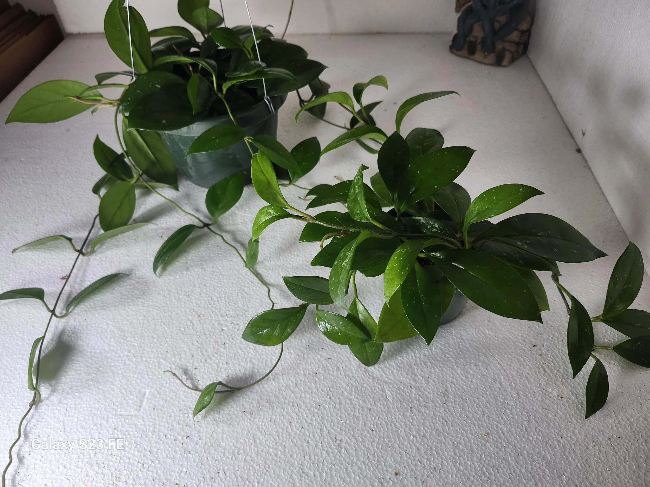 https://i.etsystatic.com/11014102/r/il/a134e9/8426818088/il_fullxfull.8426818088_hsj1.jpg