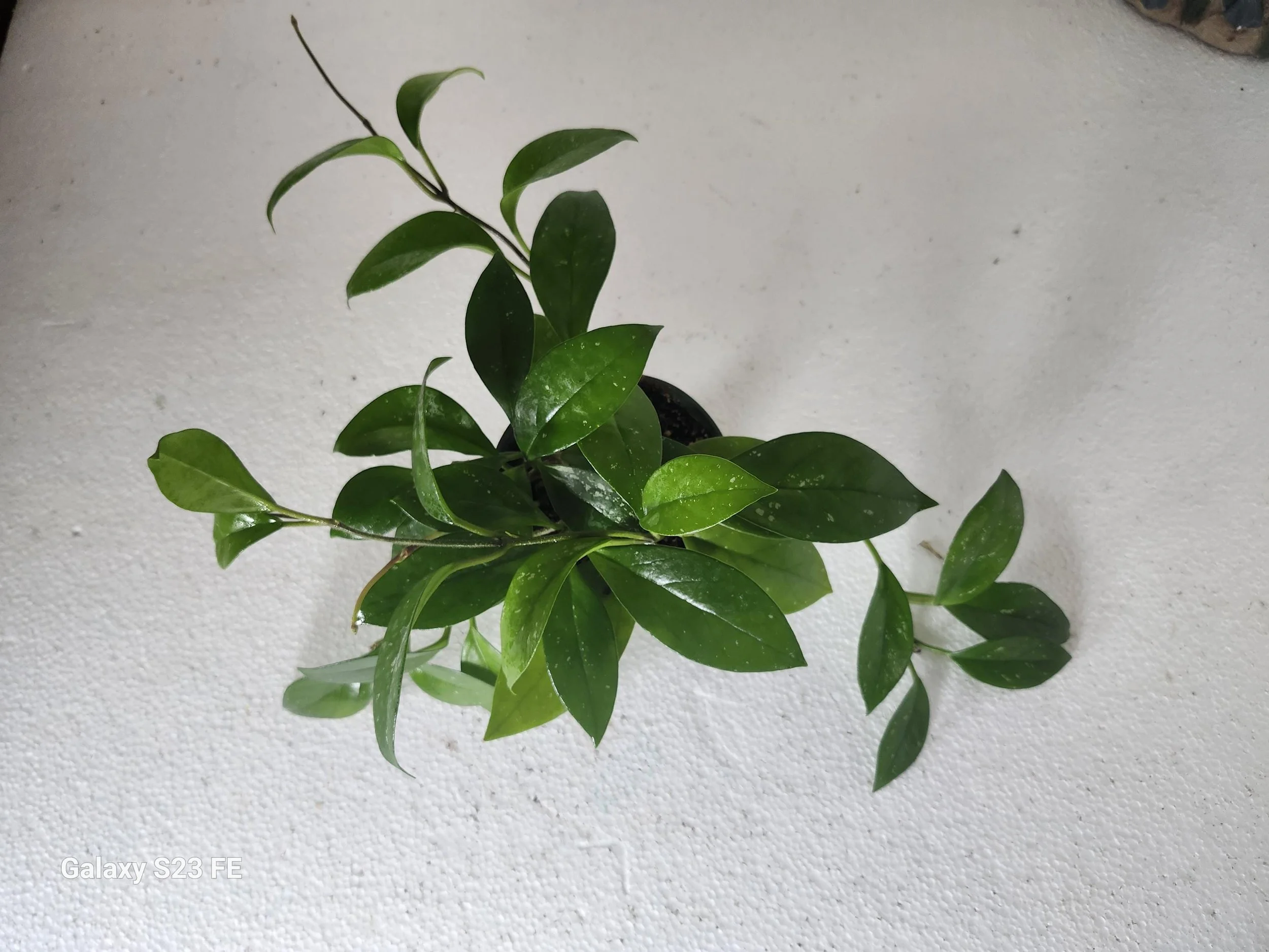https://i.etsystatic.com/11014102/r/il/ddd44b/8426826882/il_fullxfull.8426826882_3ygt.jpg