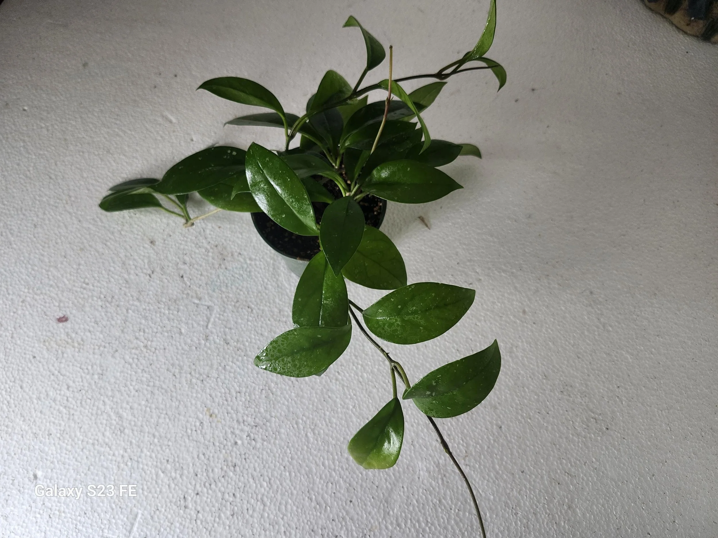 https://i.etsystatic.com/11014102/r/il/96b892/8474703335/il_fullxfull.8474703335_coo4.jpg