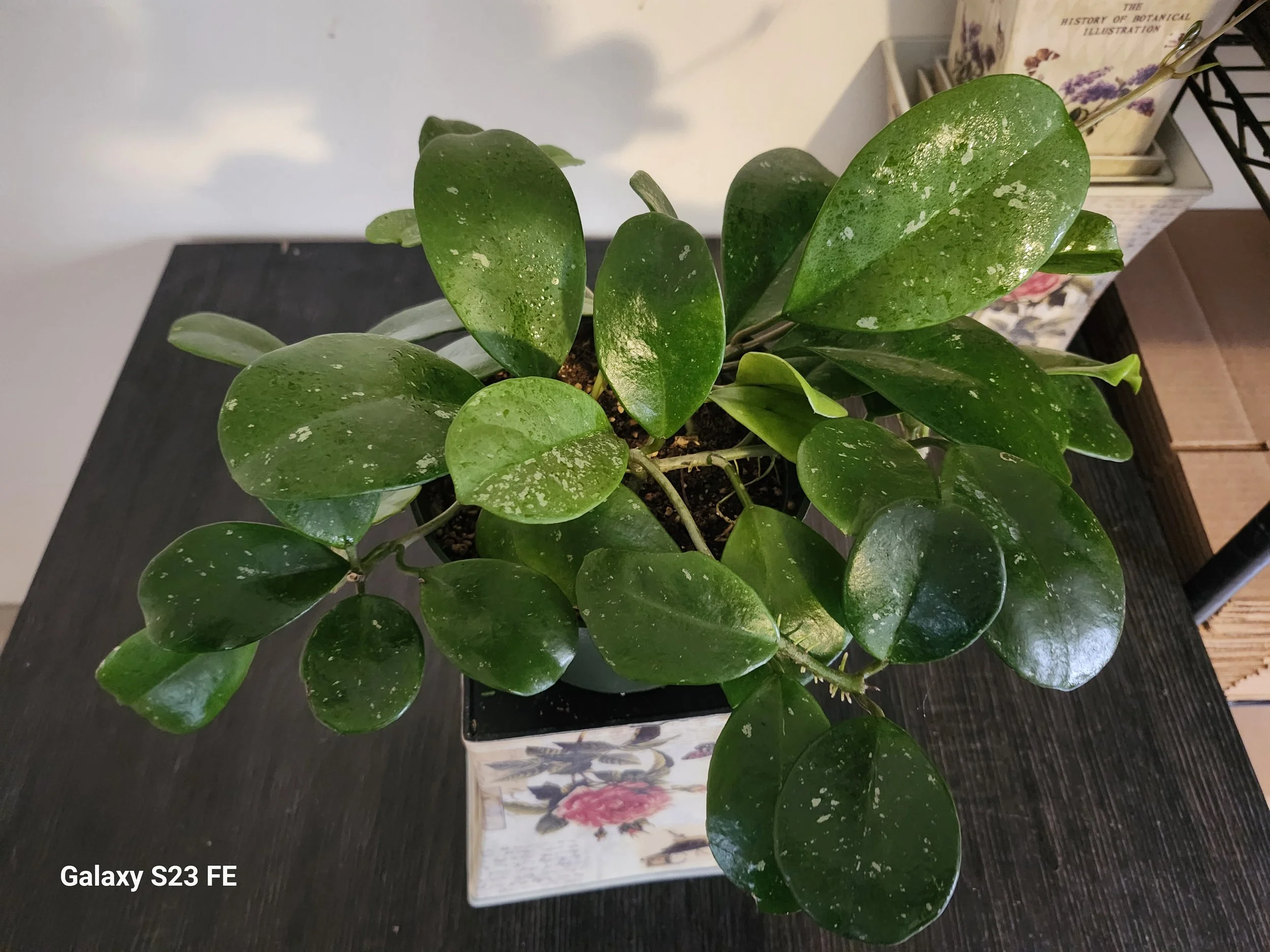Hoya obovata