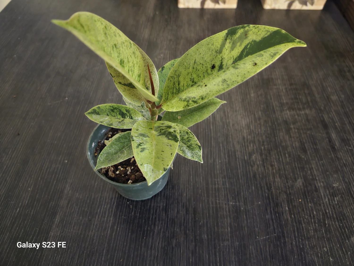 cheap snake plants Snake Plant