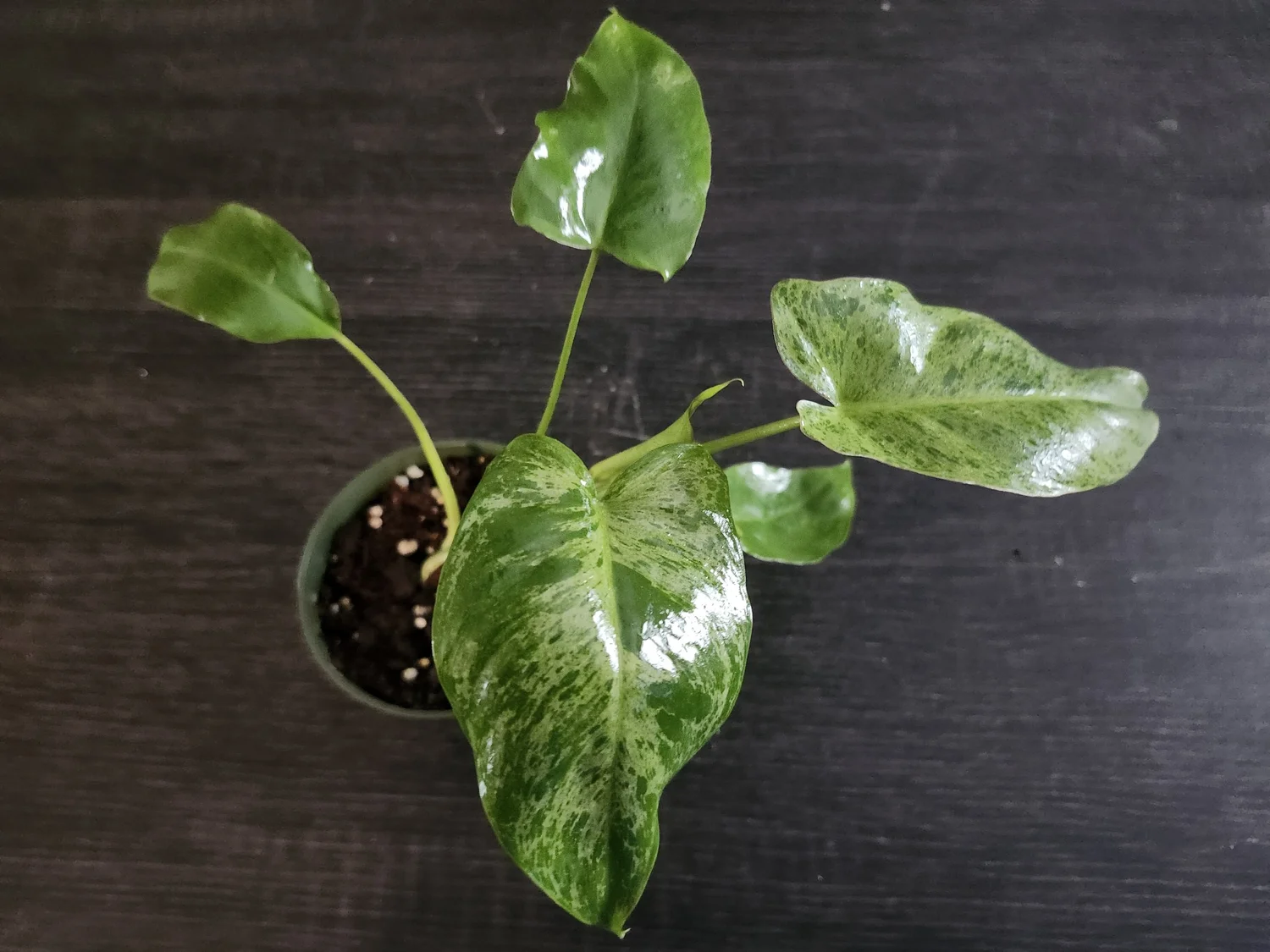 Philodendron monstera deliciosa  My Gardening House