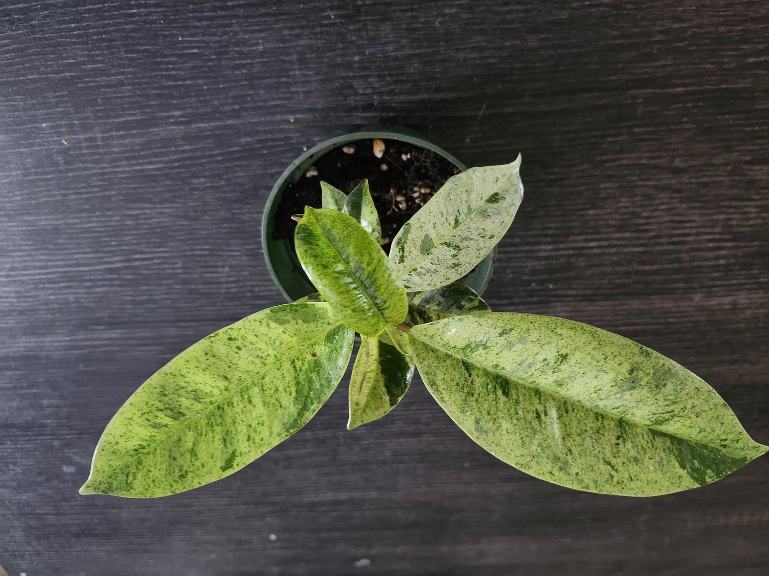succulent garden gifts Housewarming Gifts | Unique Succulent Gift Ideas | Succulent Gift Delivery