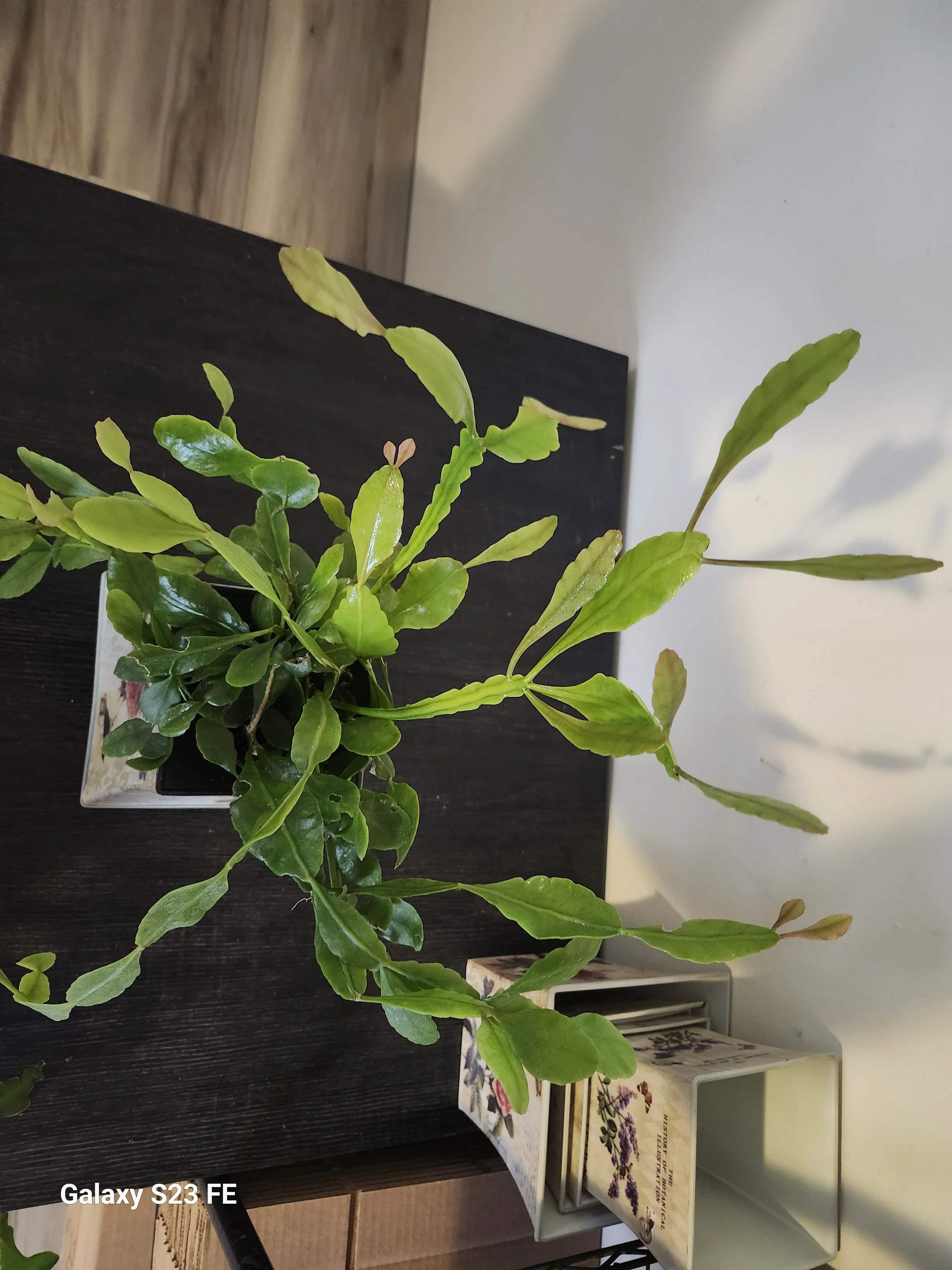 Rhipsalis_crispate[1].jpg