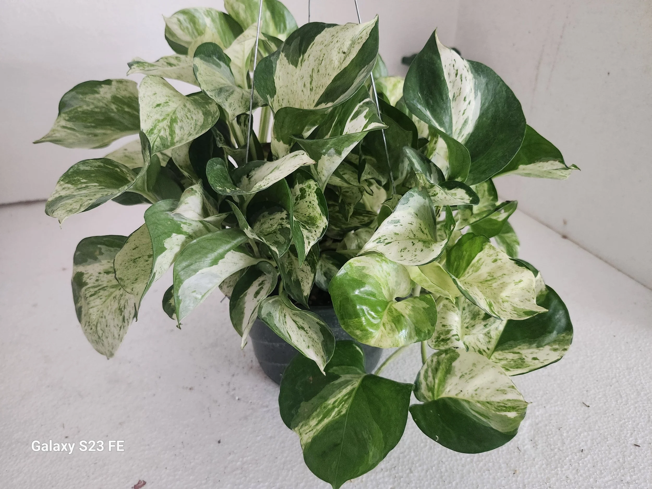 Epipremnum aureum Manjula