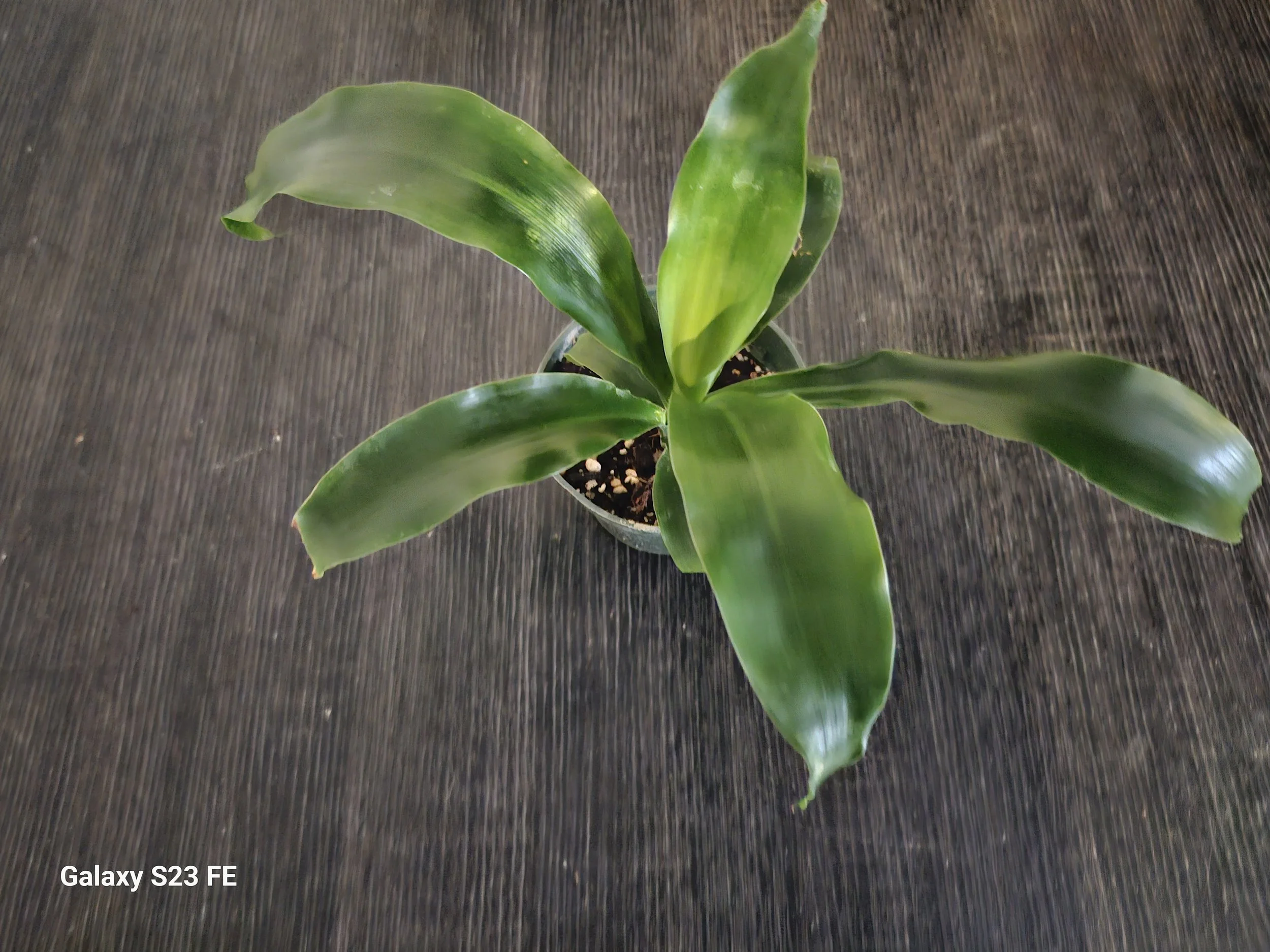 Dracaena_Dhara_Singh1[1].jpg