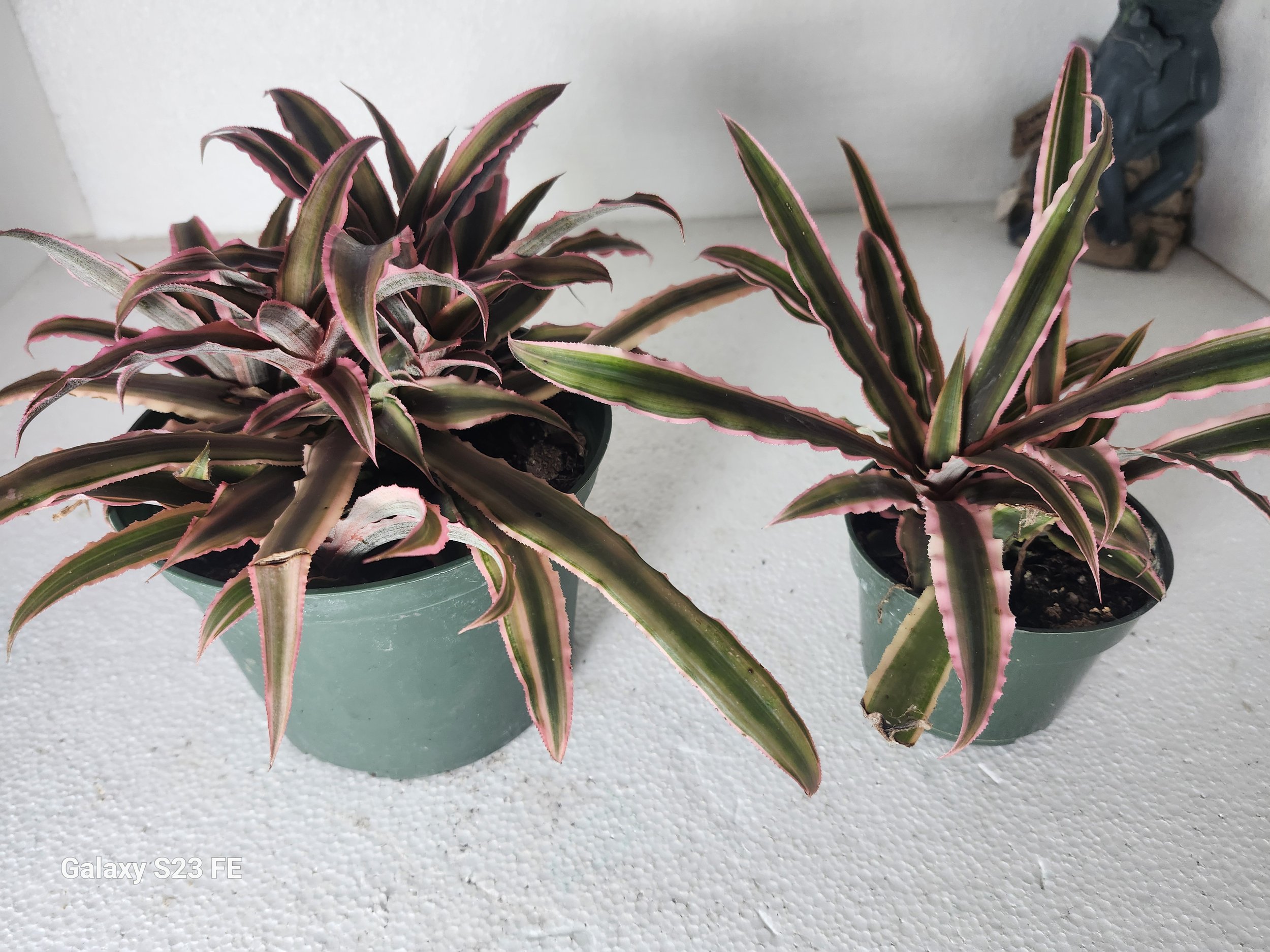 Bromeliad cryptanthus Red Earth Star