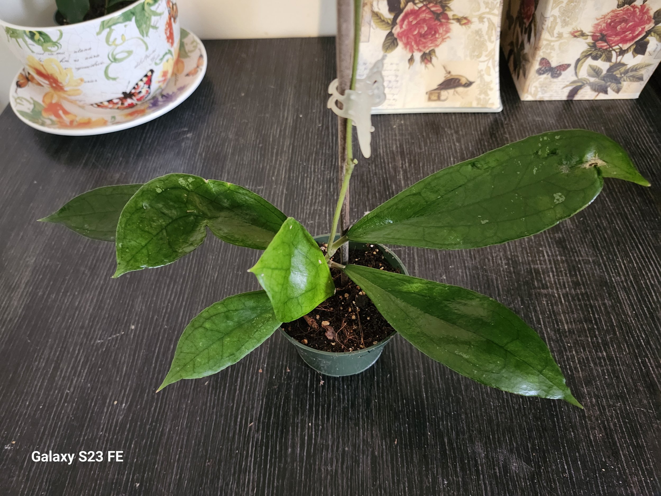 Hoya Jennifer