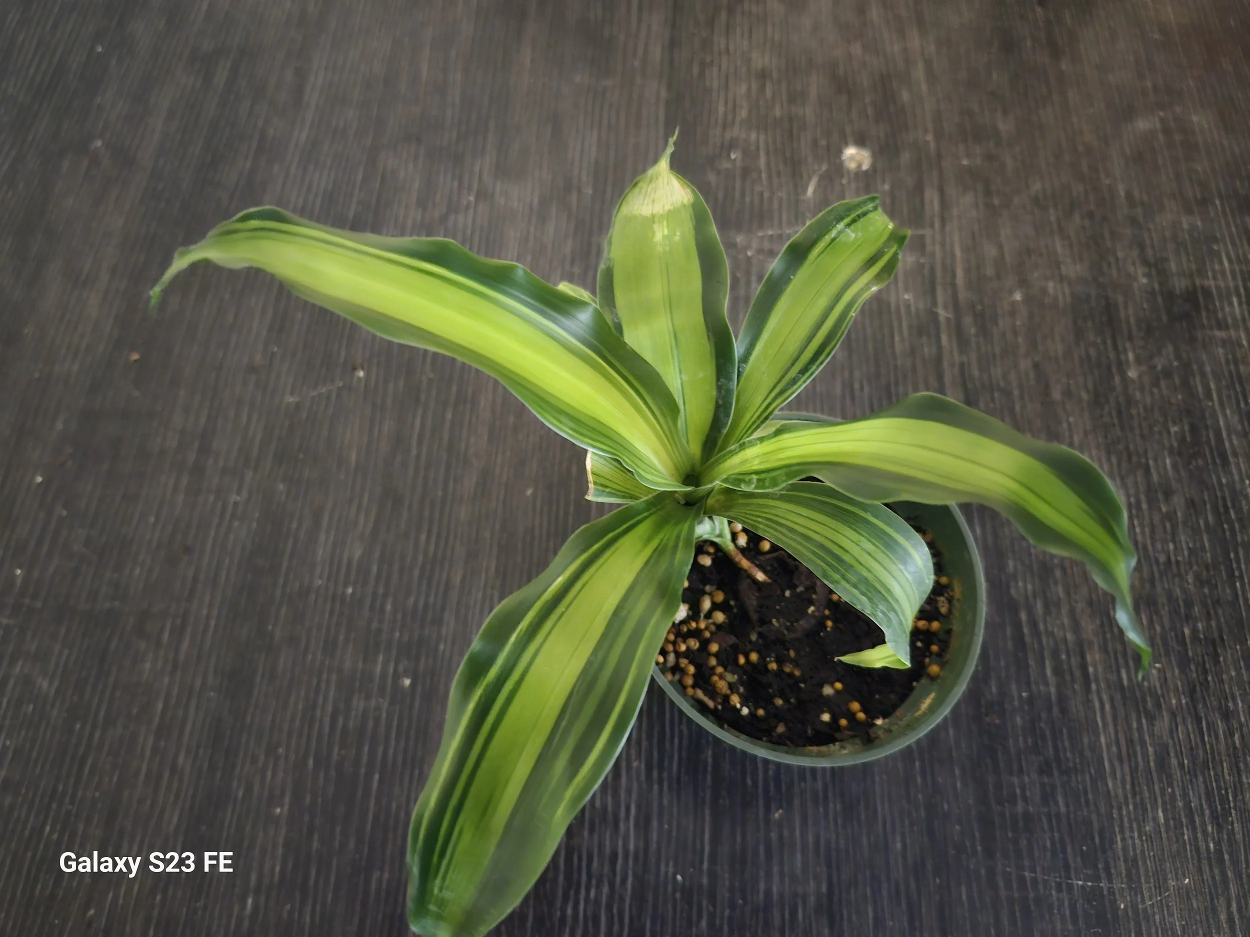 Dracaena_Massangeana_Marley[1].jpg