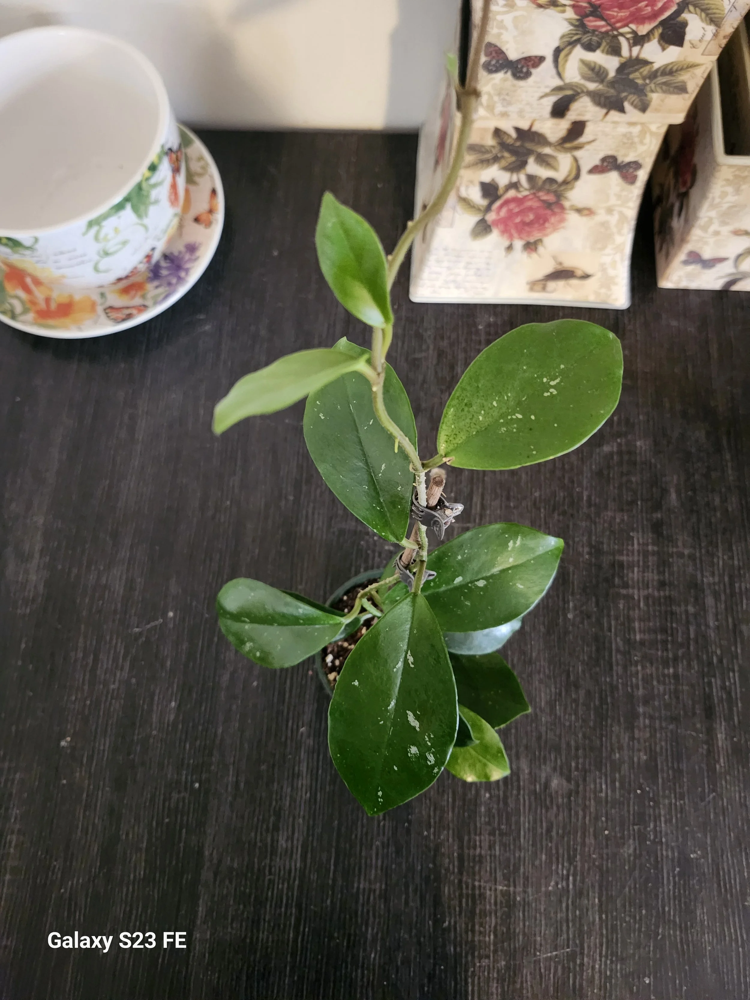 Hoya David's Green Cup