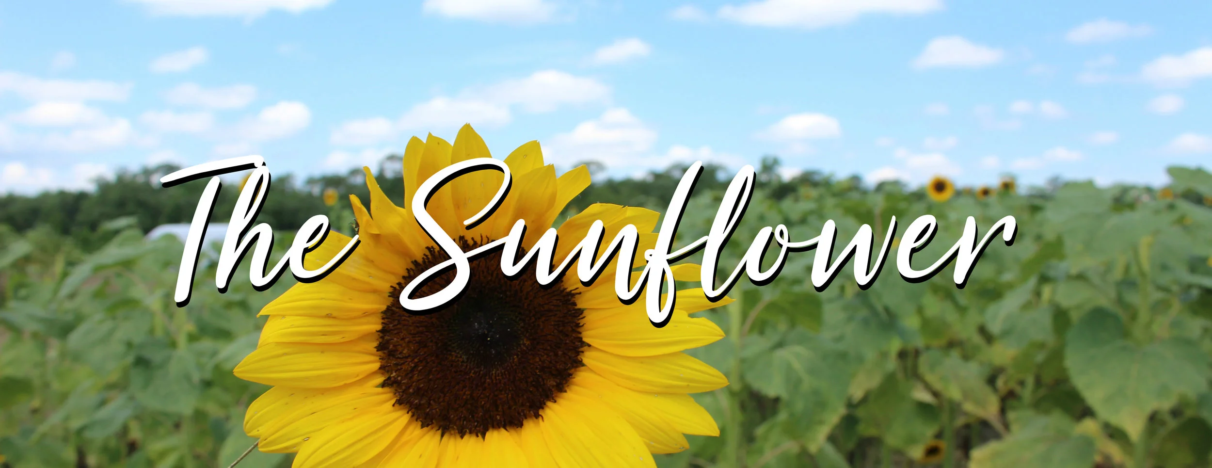 Michelle Jester The Sunflower2.jpg