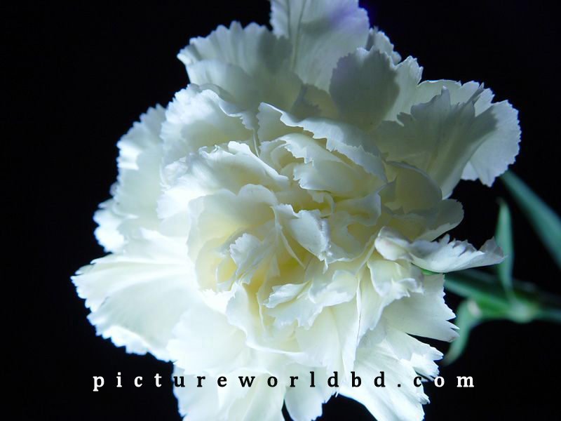 carnations 5 pictureworldbd.com.jpg