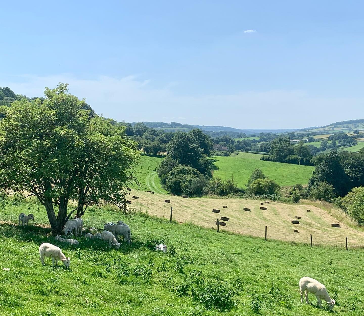 It must be summertime #hay #lambs #lowerrudloefarm