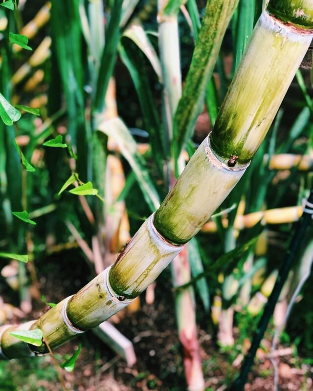 Many items on our menu utilizes plants that we grow directly from our own garden. Here is the sugarcane in its natural state growing in our own backyard. We use it to make our sugarcane juice at @phooldsaigon 😊 ⁣
⁣
#sugarcane #supportlocal #eatlocal