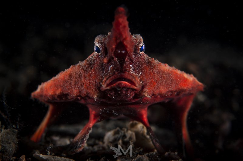  Longnose Batfish- Florida, USA. Nikon D700, Nikon 60mm Macro, Nauticam Housing, 2x Retra Original Flashes 