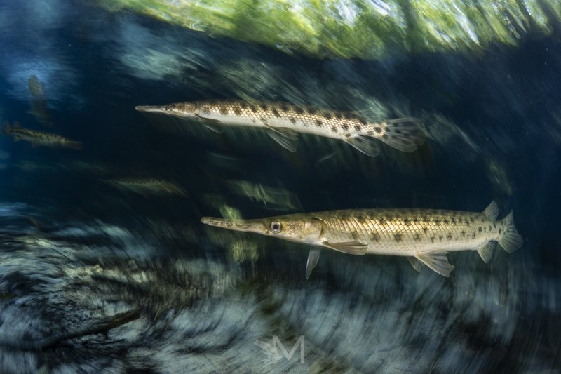  Florida Gar- Florida, USA. OM Systems OM-1, Olympus 8mm Pro Fisheye, AOI Housing, AOI 4” Dome, 2x Ikelite DS230s 