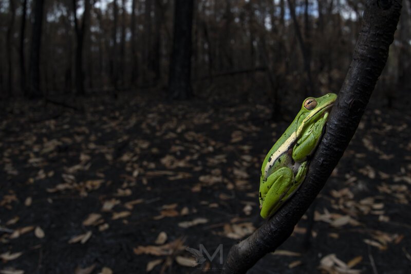  Green Treefrog- Georgia, USA. Nikon D500, Sigma 15mm Fisheye 