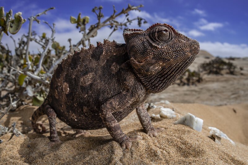  Namaqua Chameleon- Namibia. Nikon D500, Sigma 15mm Fisheye 