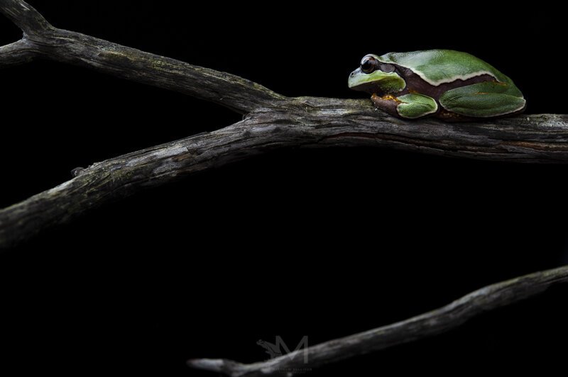  Pine Barrens Treefrog- New Jersey, USA. Nikon D700, Nikon 60mm Macro 