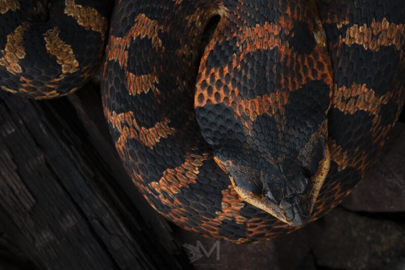  Eastern Hognose Snake- Pennsylvania, USA. Nikon D3x, Venus Laowa 100mm Macro 