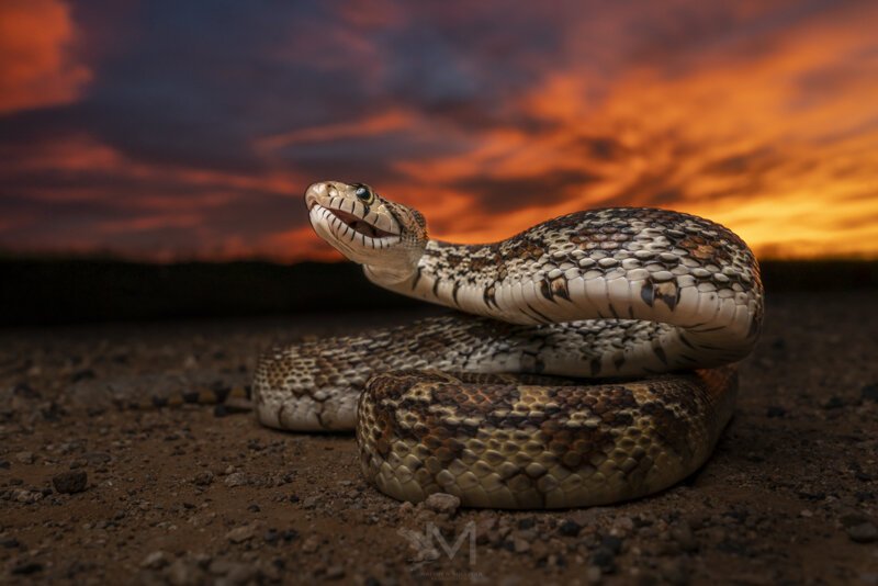  Sonoran Gopher Snake- Arizona, USA. Sony A7RII, Sony 28mm 