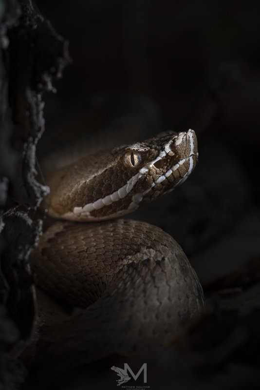  Arizona Ridgenosed Rattlesnake- Arizona, USA. Nikon D810, Sigma 150mm OS Macro 