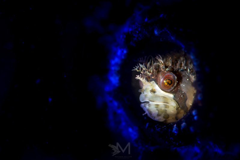  Mosshead Warbonnet- British Columbia, Canada. Nikon D4, Nikon 105mm VR Macro, Nauticam Housing, 1x Retra Original Flash+Retra Snoot, 1x Kraken Sports Hydra 2500 