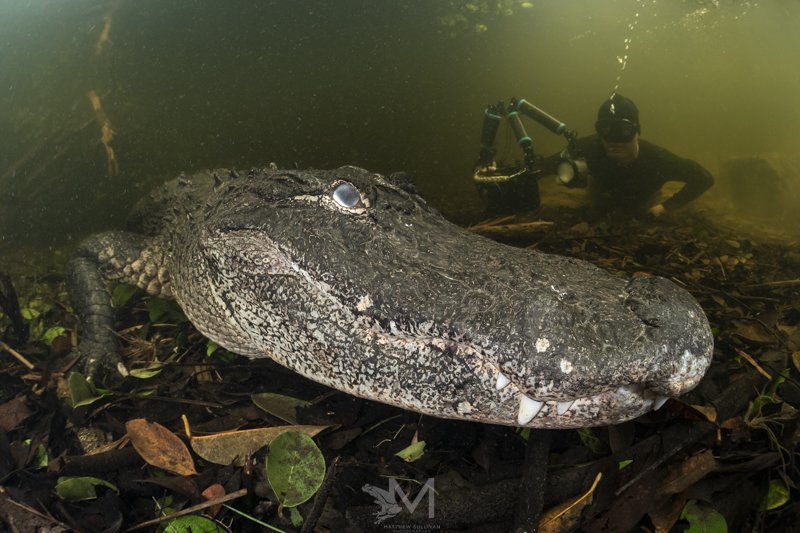  American Alligator- Florida, USA. Sony A9, Nikonos 13mm RS, Seafrogs Housing, 2x Kraken Sports KS160 Flashes 