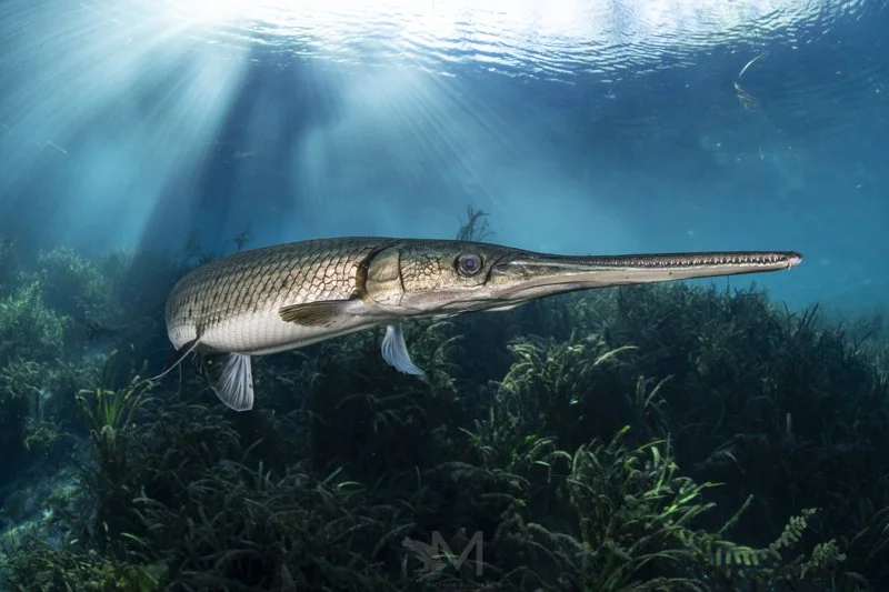  2025 Nature TTL Photographer of the Year - Highly Commended, Underwater 