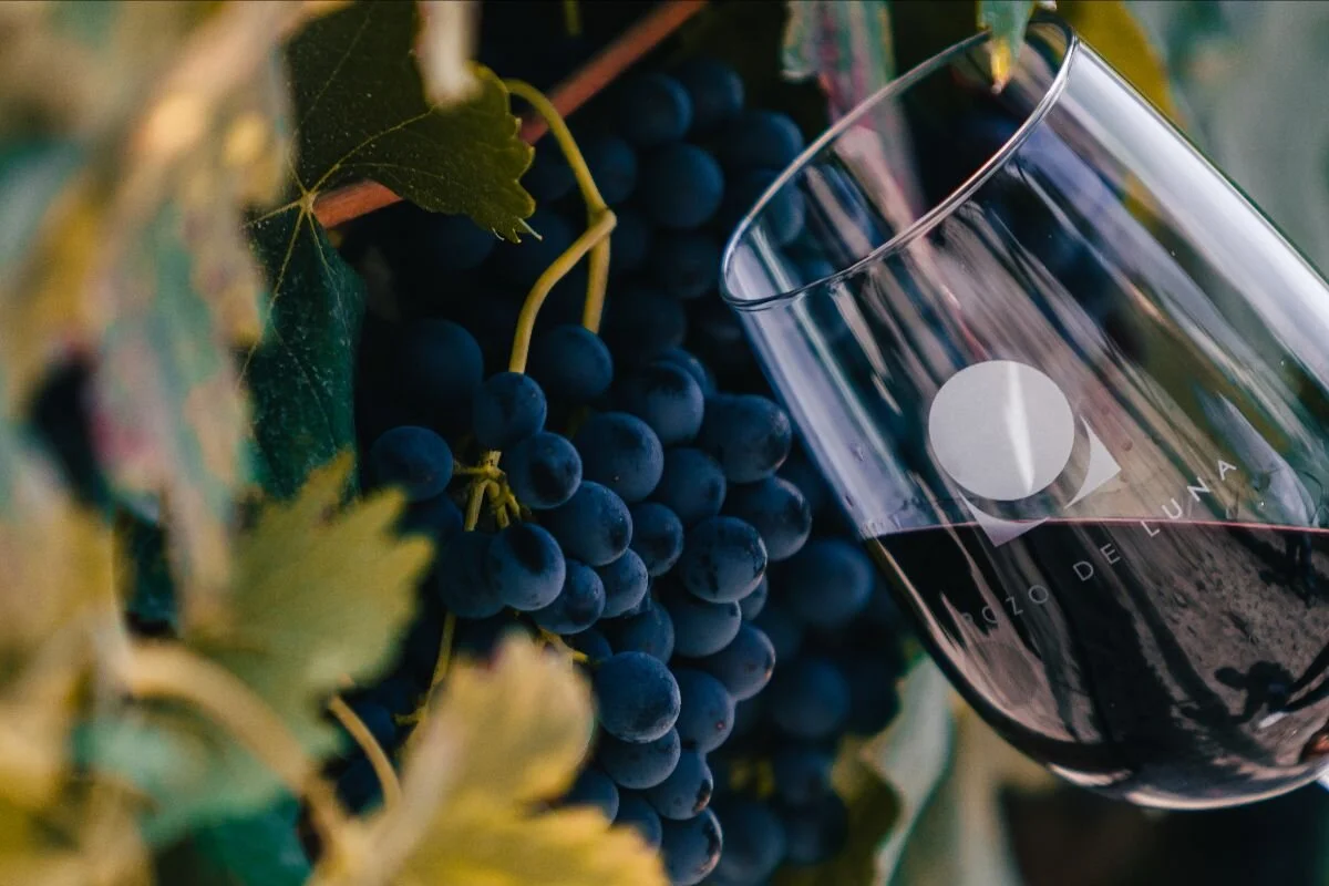 Merlot Pozo de Luna | Bacchus de Oro 2021