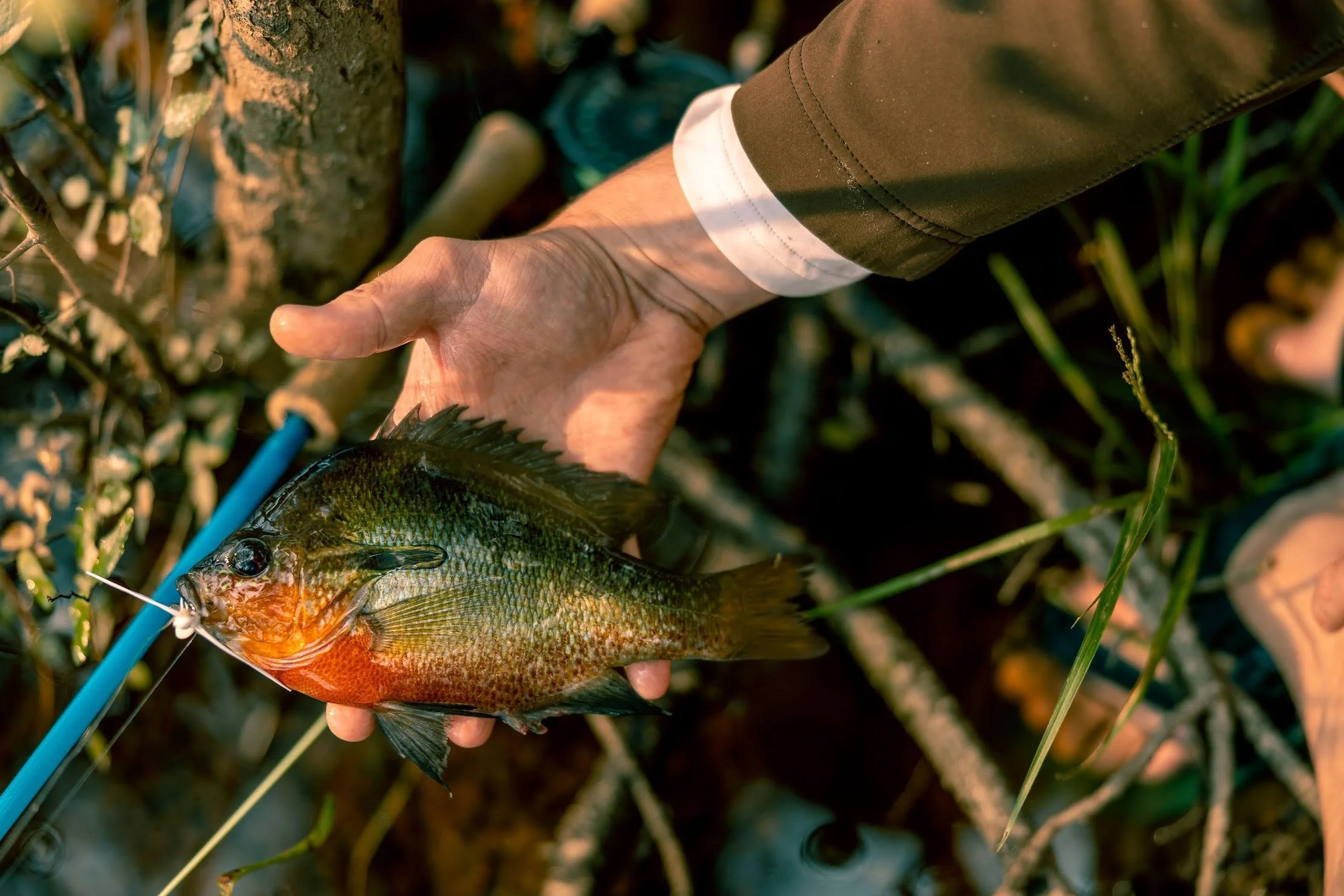 Red Breast Sunfish