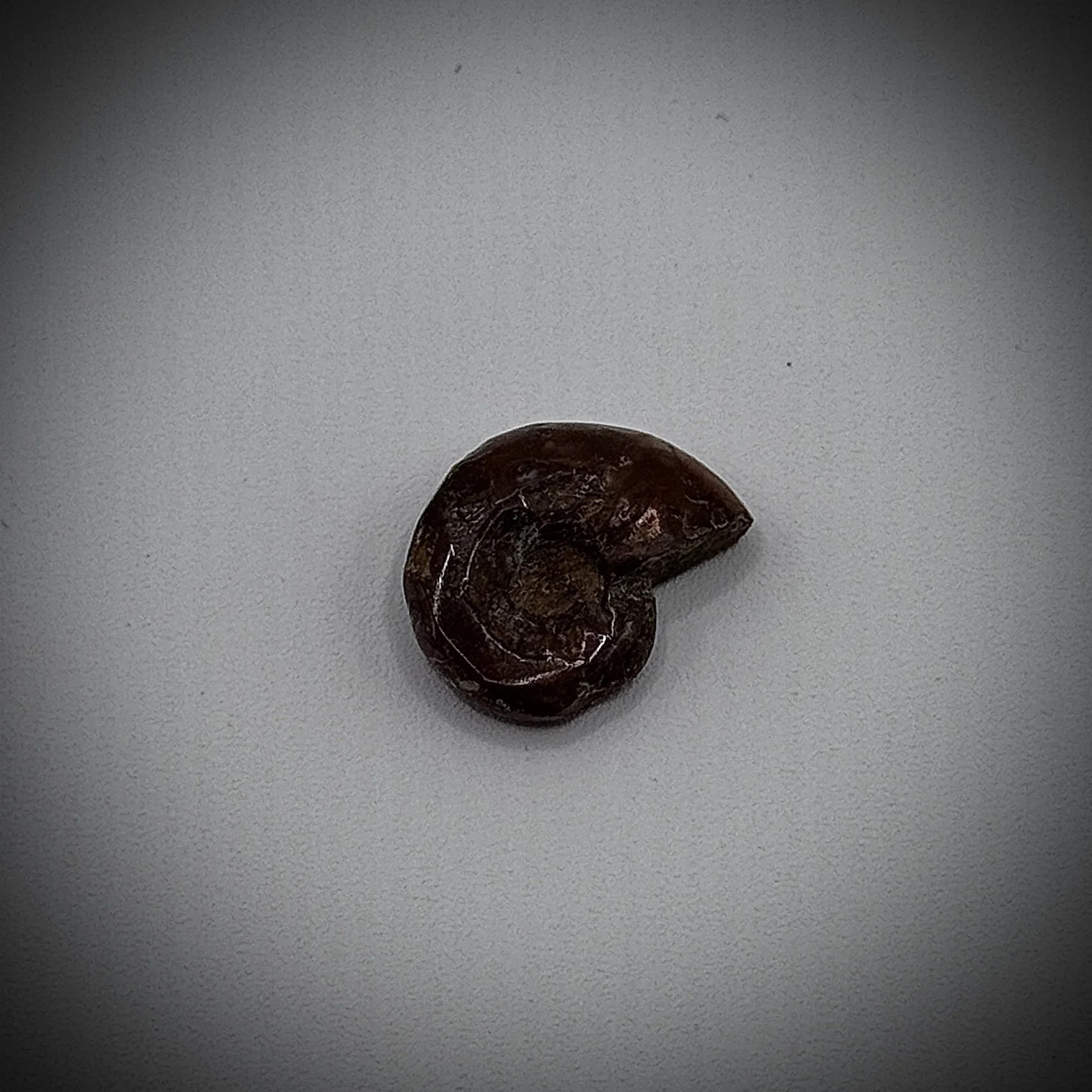 Ammonite Fossil 