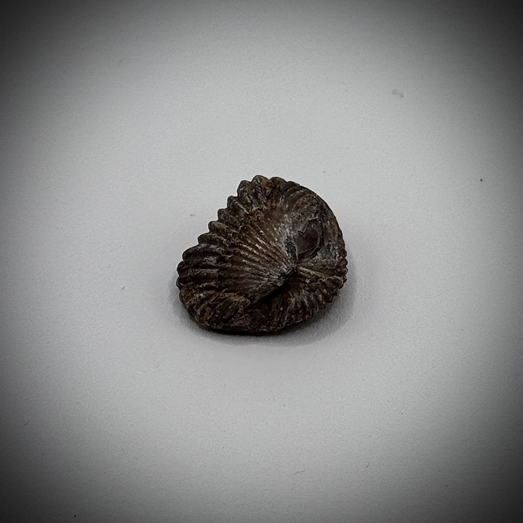 She’ll Fossil 