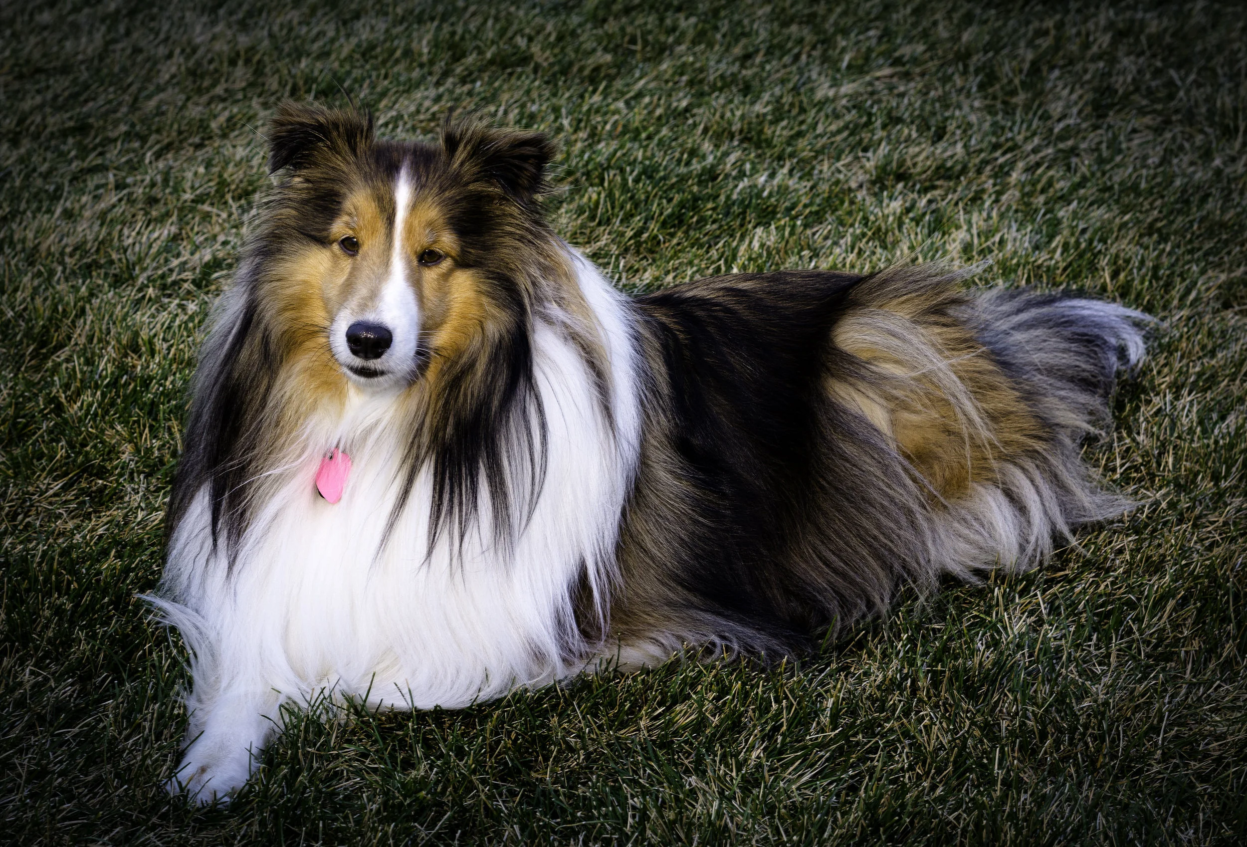 Honey Bear Posing