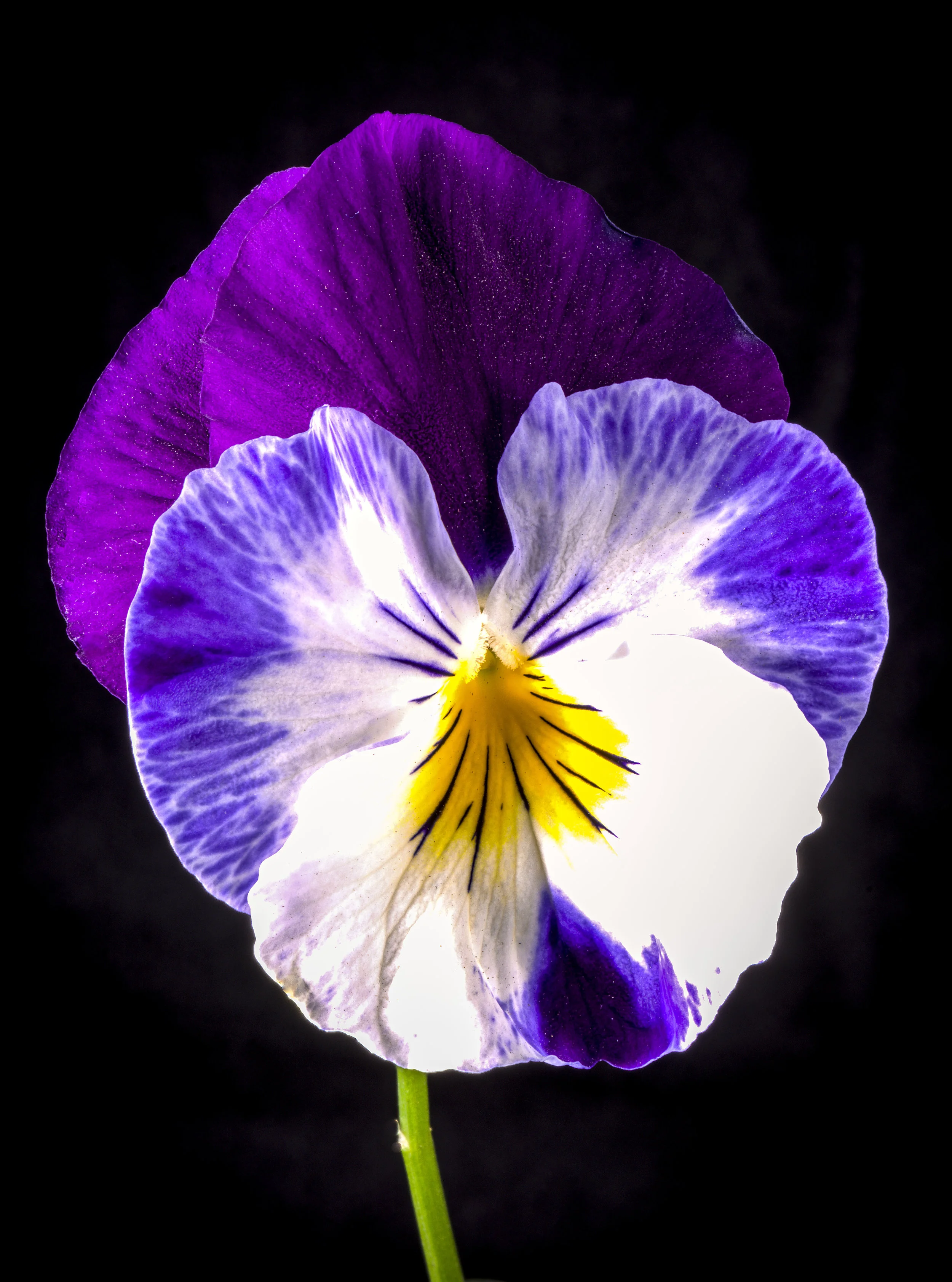 Purple Pansie copy.jpg