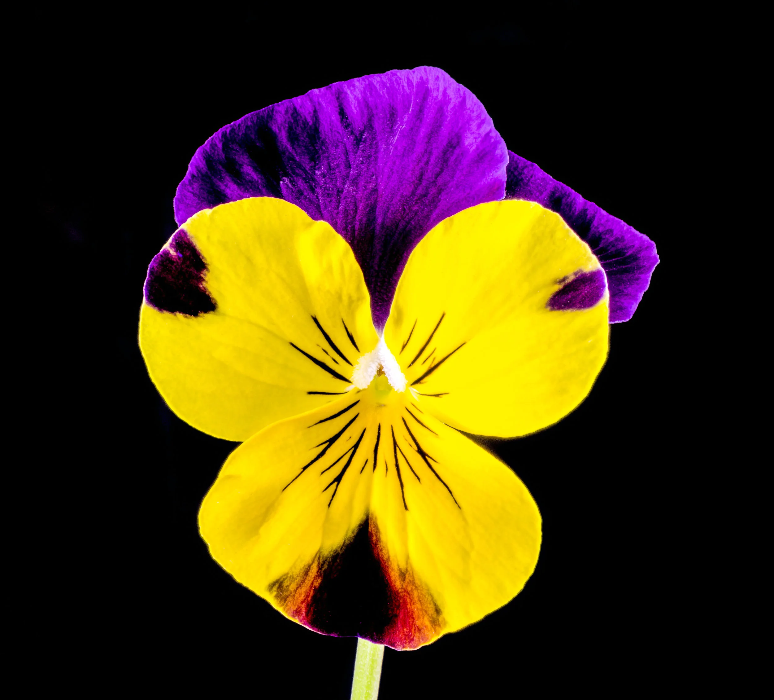 Yellow Pansie copy.jpg