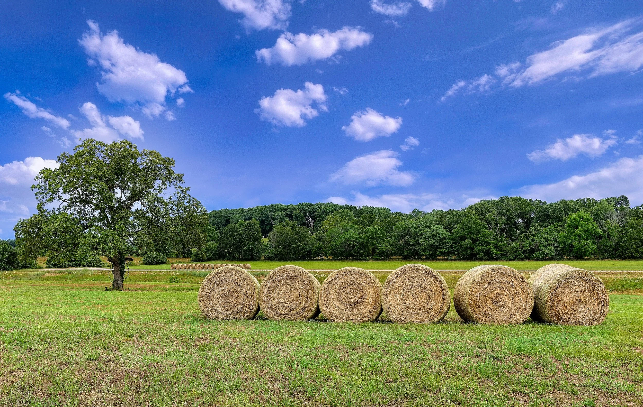 Rolls of Hay, West Plains, MO.