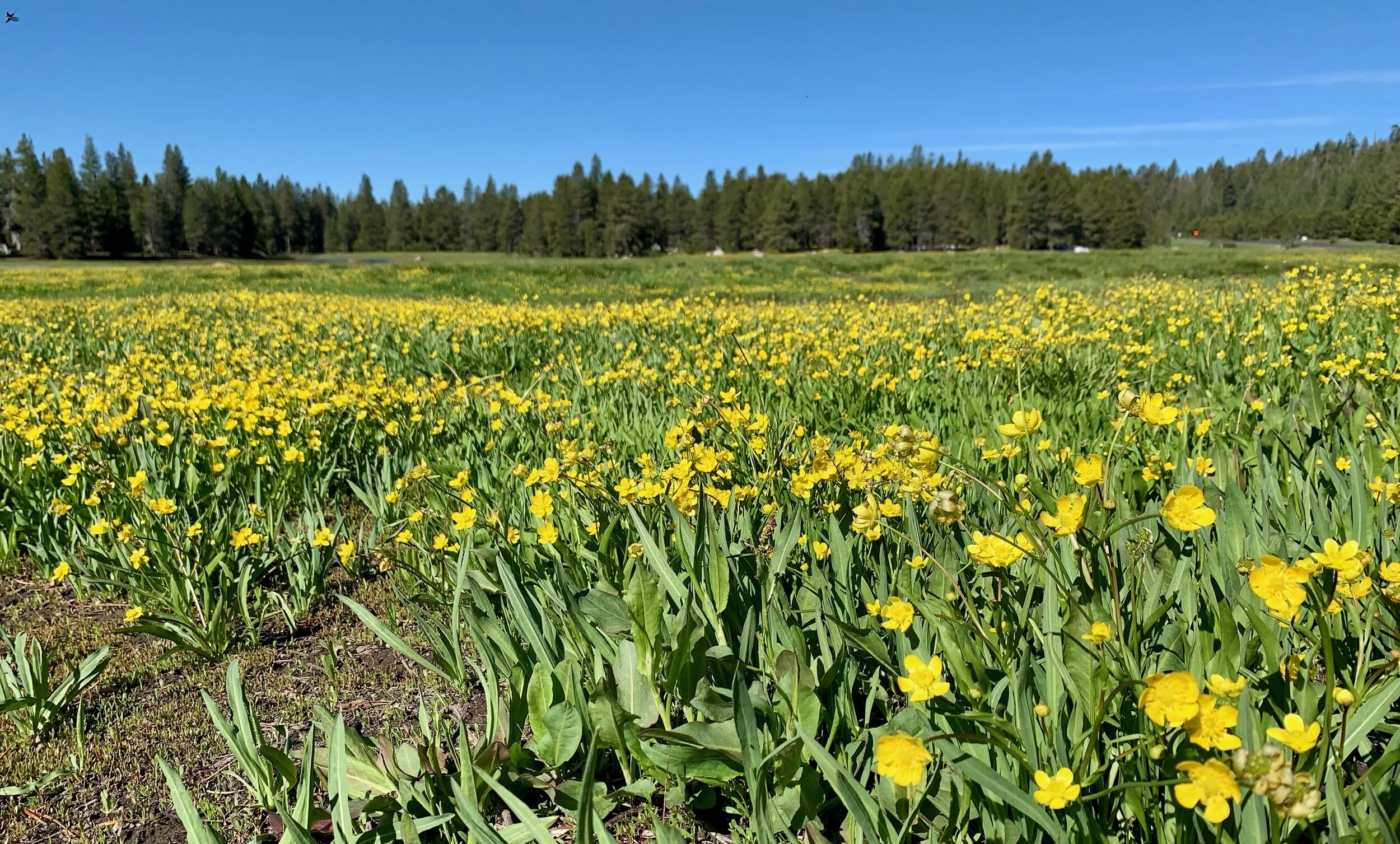 buttercups.jpg